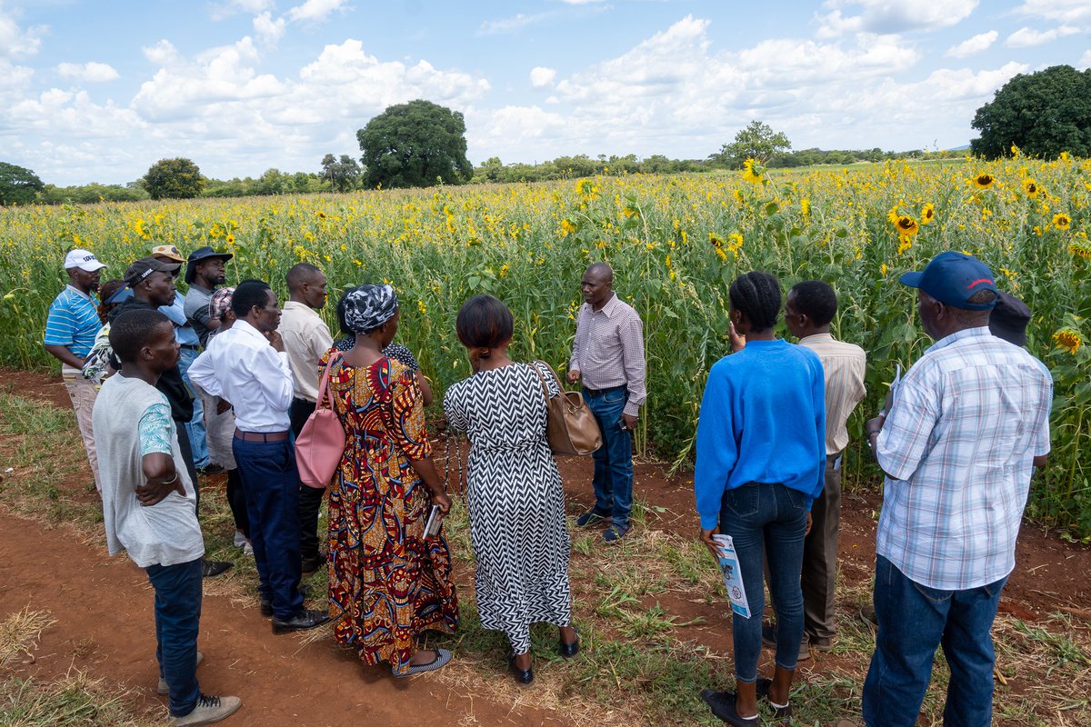 '🌿 Thank you to all who attended our Climate-Adapted Farming Methods Field Day! Your presence and engagement made it a success. Let's continue working together for a more sustainable agricultural future! #ClimateAction #SustainableAgri #ZambiaGermanyAgriculture'