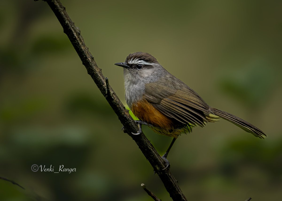 Palani laughing-thrush 😍 Endemic to Western Ghats. Found in stunted montane forests, tea estates, and woody areas. @tnforestdept @IndiAves @atrpollachi #BirdsSeenIn2024 #BirdsOfTwitter #birding @Britnatureguide @NatureIn_Focus @natgeowild