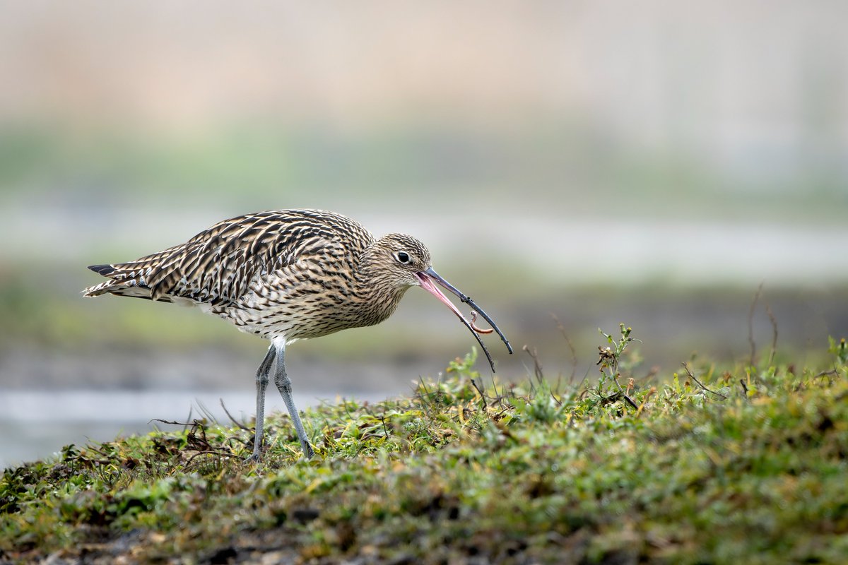 Find out how we're working with @nidderdalenl to create new clean ponds and build the Freshwater Network in North Yorkshire.
<a href="/katewfreshwater/">Kate Wright</a>'s article for <a href="/IES_UK/">The IES</a> Environmental Scientist explains how the ponds will support Common Toad and other species ⬇️
the-ies.org/sites/default/…