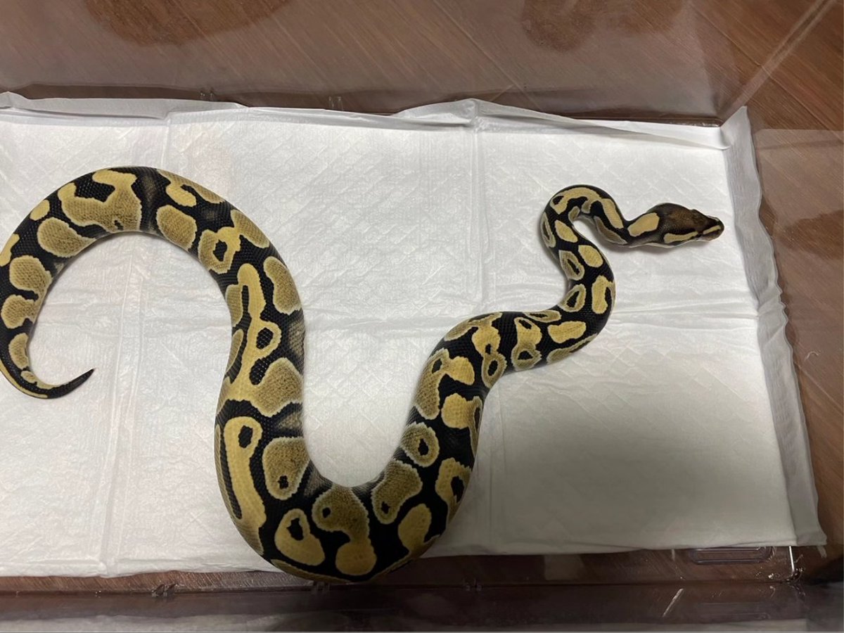 BCMIROKU's tweet image. 美しいペア。
惚れ惚れする。
#ボールパイソン
#ballpython 
#royalpython 
#jアシスト