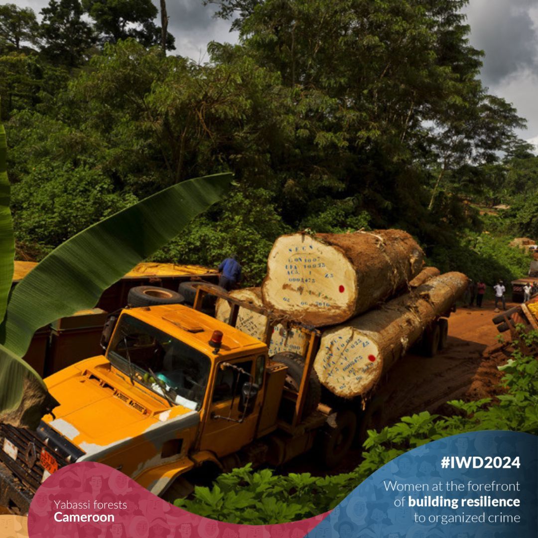 🌍 Yabassi women of #Cameroon are leading the charge for change! #ChooseToChallenge

🪧They're protesting logging and mining, engaging state officials, and advocating for sustainable forest management 👩‍🌾

#GIResilience