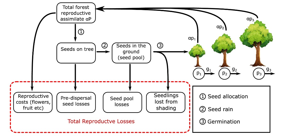 An interesting theoretical hypothesis of #forest demography called "#Demography Optimality" by
<a href="/coxypm/">Peter Cox</a>. nature.com/articles/s4159…. 

He has been named as a highly-cited author every year from 2014 onwards.

More at his #esiStateOfTheArt talk on 25 March
👉 exeter.ac.uk/esi/people/fea…