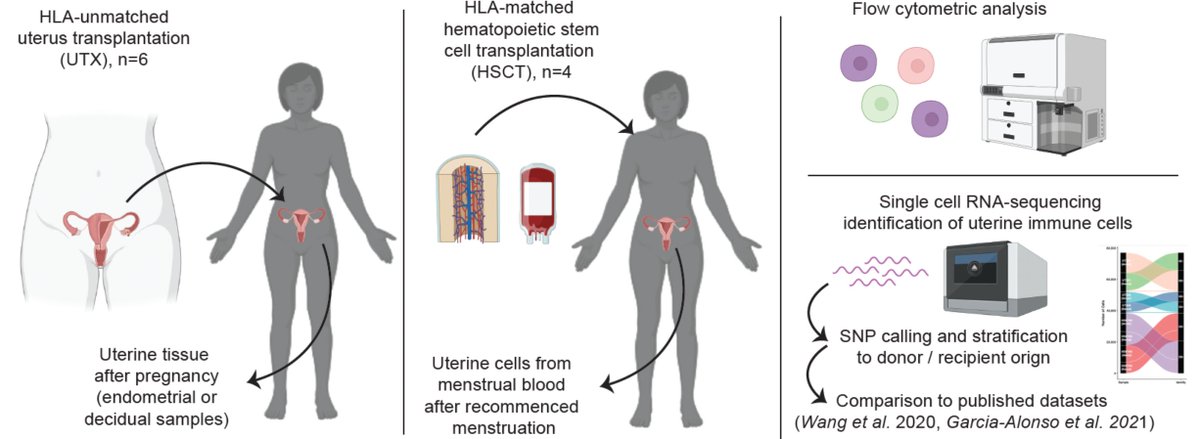 New pre-print from us online at <a href="/biorxivpreprint/">bioRxiv</a>  we make use of human uterus and bone marrow transplantation to determine functional characteristics of uterine immune system replenishment #nkcells #tcells #tissueimmunology tinyurl.com/mrx7u4pu