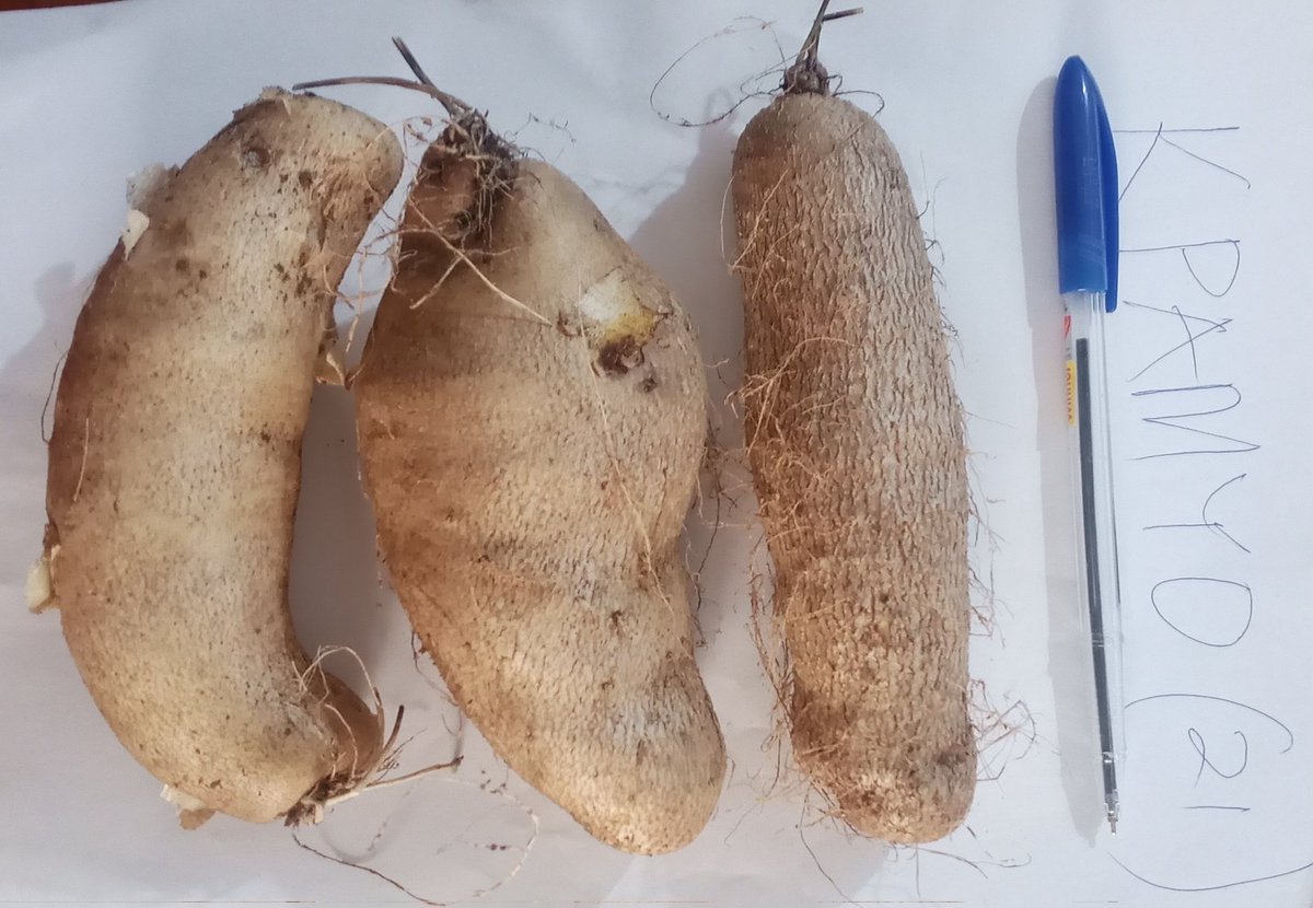 Zero Hunger+Food Security is an ultimate goal in this time of food scarcity &amp; hunger. Why cut big yam tubers for planting when you can get healthy yam foundation seeds for planting. Save big yam tubers for PROFIT+FOOD. Plant alternative clean yam minitubers. #FEEDTHEWORLD🌍✅💯