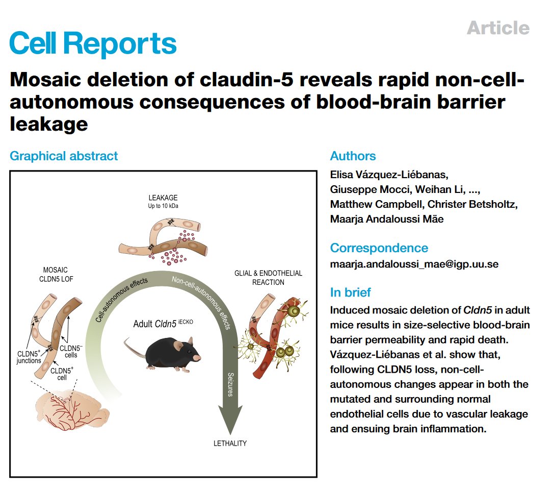 RuiBenedito_'s tweet photo. This paper below is a must for everyone doing scRNAseq of endothelial cells using ONLY standard CreERT2 genetics. If you do NOT do mosaic genetics, you will never control for the non-cell autonomous/microenvironment changes after your gene is deleted. https://t.co/ZXNgoUr4YG https://t.co/1c01ckKmB9