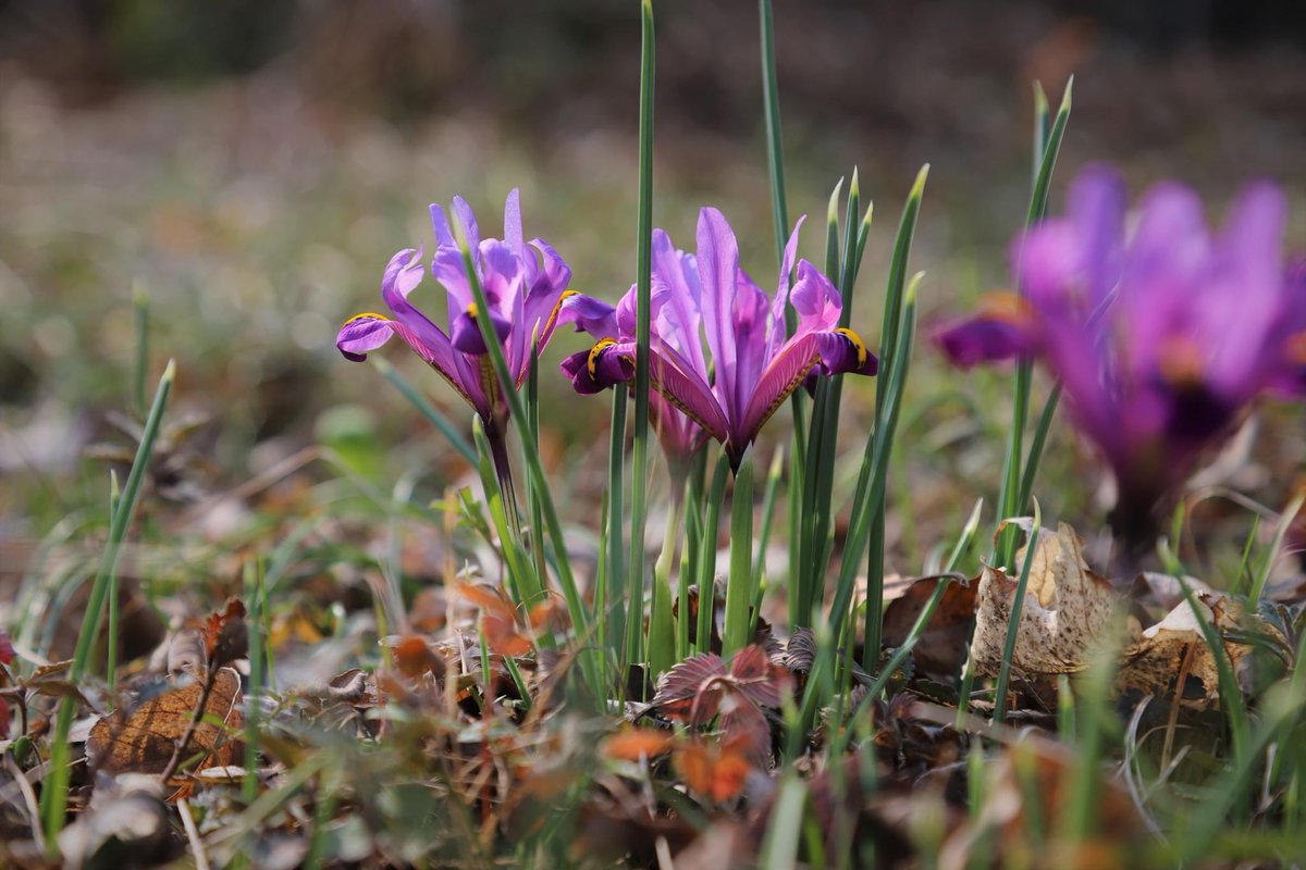 Iris reticulata Bieb. - ბადისებრი ზამბახი🌱 #botanicalgarden #Tbilisi #plants #spring #Georgia