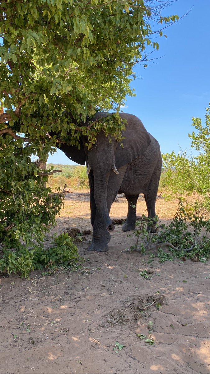 I'm at The Elephant Trail in Kazungula, Chobe District swarmapp.com/viktorsveips/c…