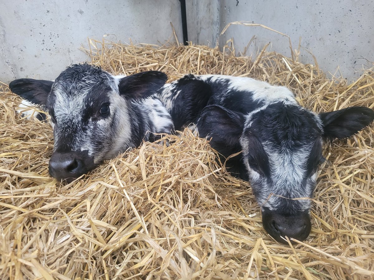 Shane Fitzgerald tweet media