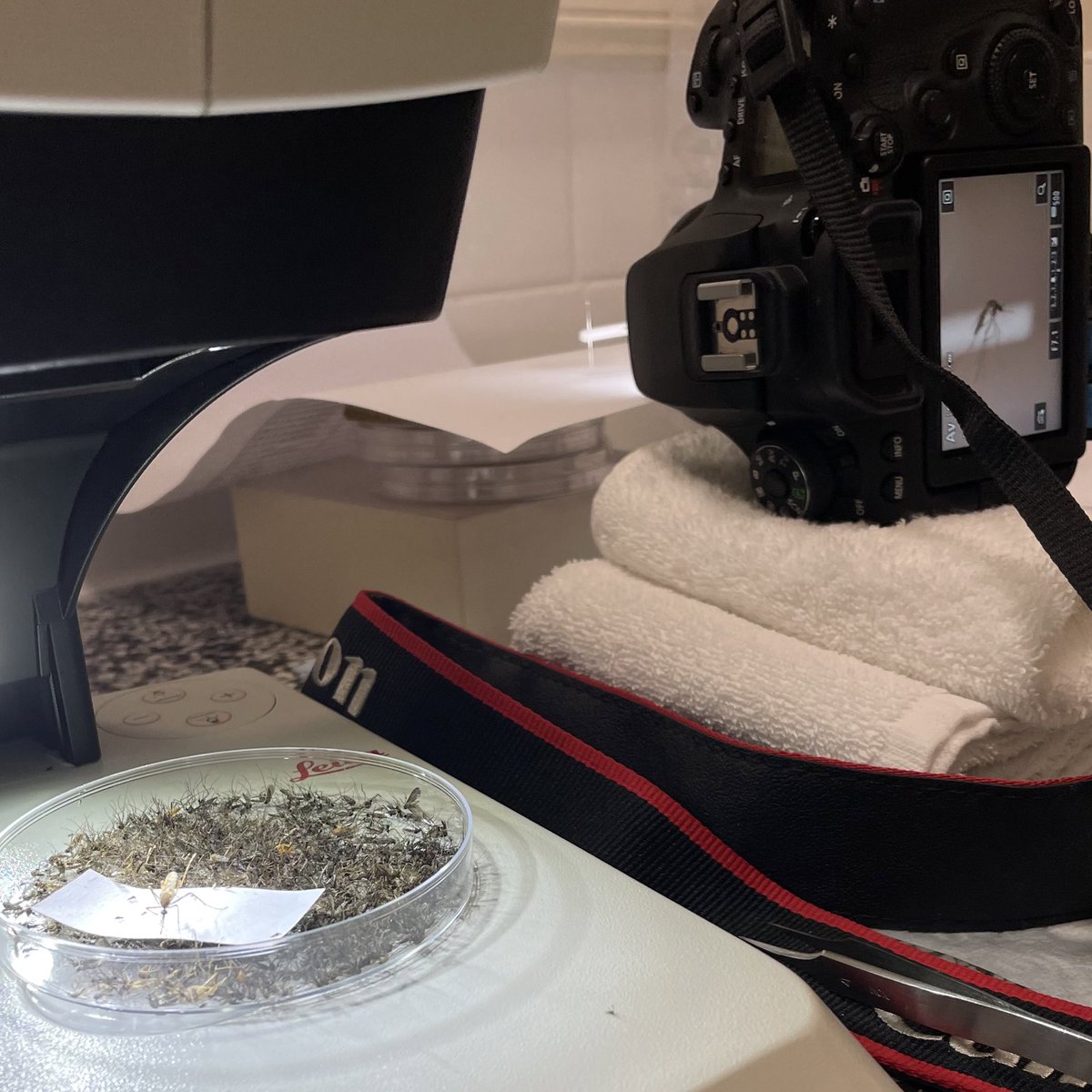 Fieldwork life. Sometimes the hotel bathroom has to become an entomology lab and photography studio! 🔬📸🦟