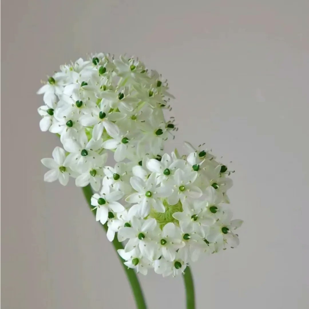 Velvet 
Flower language:  good luck, unchanging love #flowersupply  #flowers