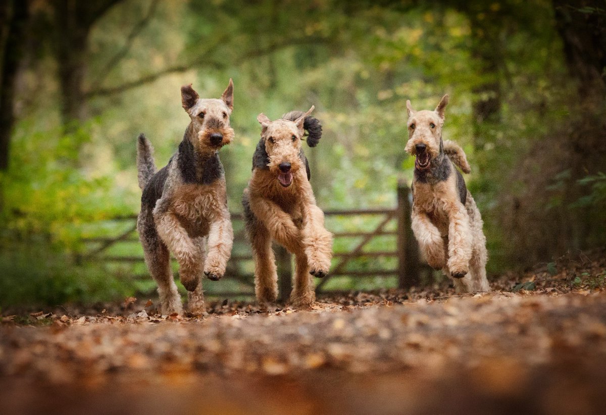 Crufts tweet media