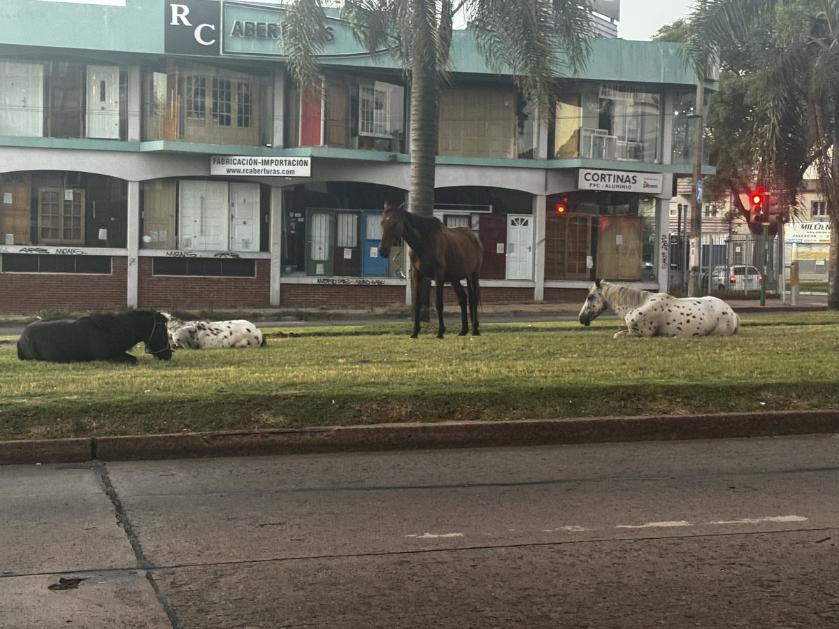 Avenida Italia, hora 06:32, no los pongan nerviosos que una disparada puede ser un desastre. Campo y ciudad? Nuevo método de la intendencia para mantener los canteros? Desidia? Descuido? Atención @CosseCarolina