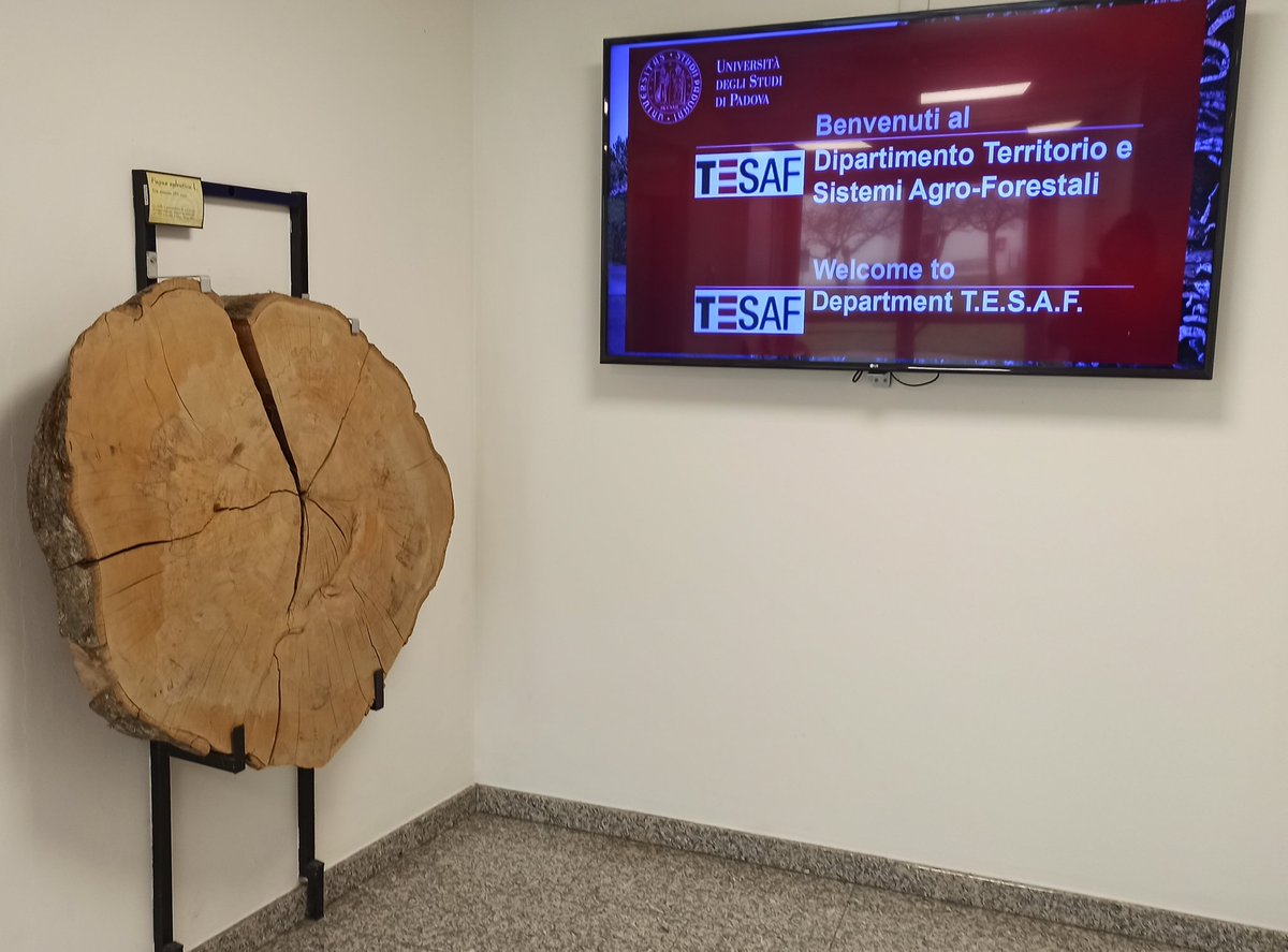 Bog pine dendroecology tweet media