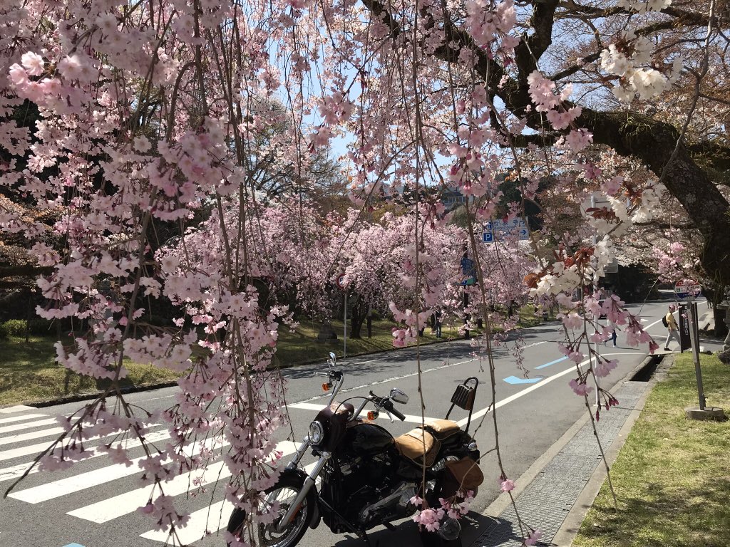 LoveHDFXST's tweet photo. #桜に佇むオートバイを貼れ
今年はもっと綺麗な写真をいっぱい撮りたいな😉👍
#harleydavidson #harley_davidson #softailstandard #fxst #leathercraft #ハーレーダビッドソン #ソフテイルスタンダード #レザークラフト #レザーカービング
#バイク乗りと繋がりたい #バイク好きと繋がりたい https://t.co/v54fRi6NB2