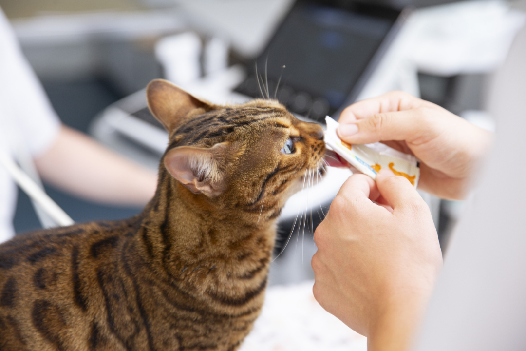 Grossartige Neuigkeiten: Feline infektiöse Peritonitis (FIP) ist kein Todesurteil mehr.  Im Jahr 2023 konnten wir über 100 an FIP erkrankten #Katzen eine Heilungschance bieten. Unsere Studie bietet neue antivirale #Therapien für FIP-behandelbare Katzen. tierspital.uzh.ch/kleintierklini…