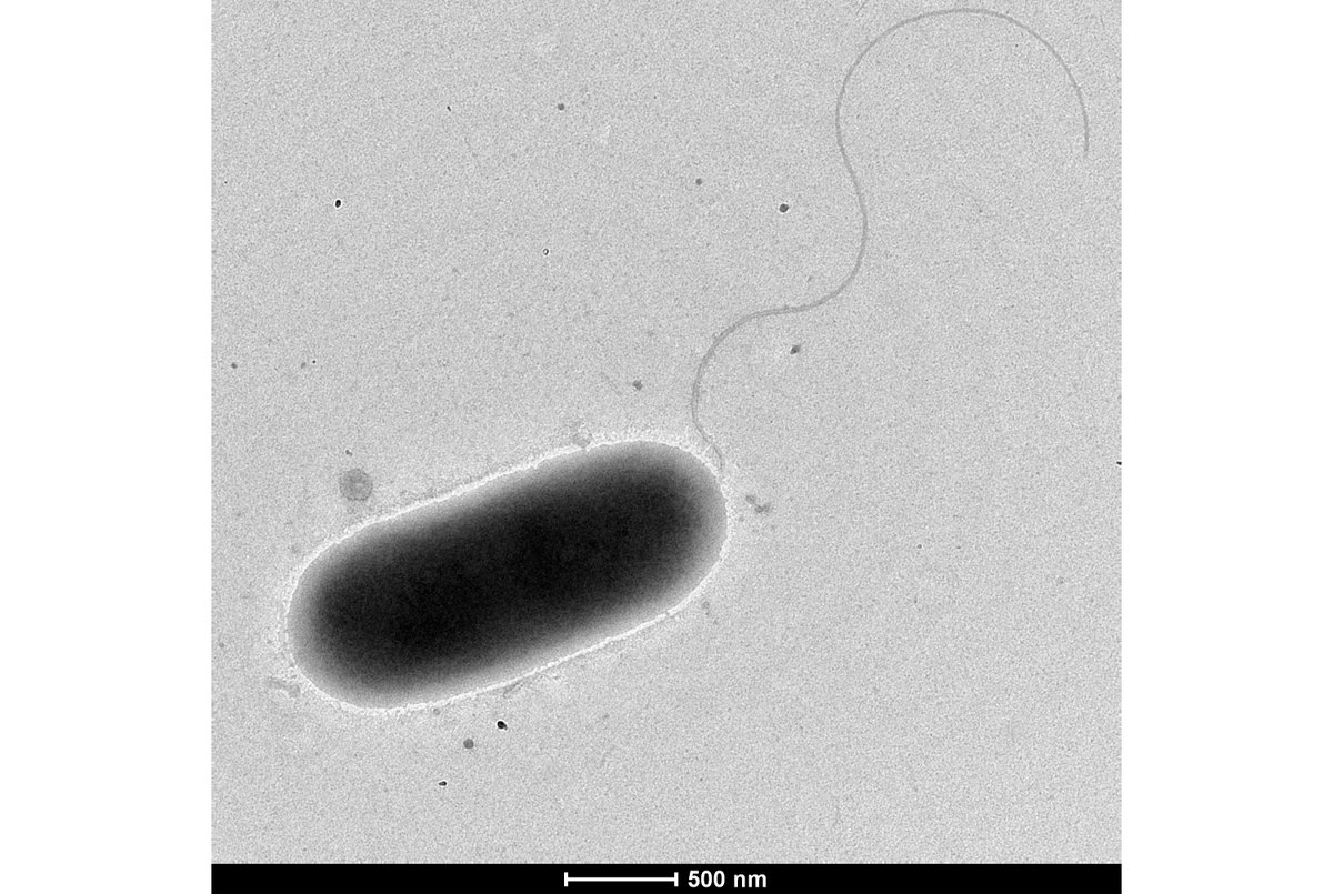 🚨 #Job and #PhD Alert 🚨 Come work on #combating #AMR and #Pseudomonas with Prof. Jane Davies and team and alongside me. Closing soon @janedaviescf @ImperialNHLI @ImperialMed findaphd.com/phds/project/o… jobs.ac.uk/job/DGH163/res…