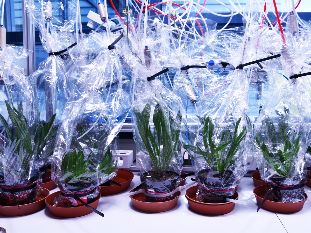 Max Planck Institute for Chemical Ecology (@mpi_ce) on Twitter photo In a new study in <a href="/FunEcology/">Functional Ecology</a> <a href="/P_Medina_Berkum/">Pamela Medina van Berkum</a>, <a href="/SybilleUnsicker/">Sybille Unsicker</a> et al. show that populations of ribwort plantain outside their native range are just as well or even better defended in comparison to native populations. <a href="/kieluni/">Universität Kiel CAU 🎓</a> <a href="/ufz_de/">UFZ</a> <a href="/idiv/">iDiv Biodiversity Research</a> ice.mpg.de/465998/PR_Medi… In a new study in <a href="/FunEcology/">Functional Ecology</a> <a href="/P_Medina_Berkum/">Pamela Medina van Berkum</a>, <a href="/SybilleUnsicker/">Sybille Unsicker</a> et al. show that populations of ribwort plantain outside their native range are just as well or even better defended in comparison to native populations. <a href="/kieluni/">Universität Kiel CAU 🎓</a> <a href="/ufz_de/">UFZ</a> <a href="/idiv/">iDiv Biodiversity Research</a> ice.mpg.de/465998/PR_Medi…
