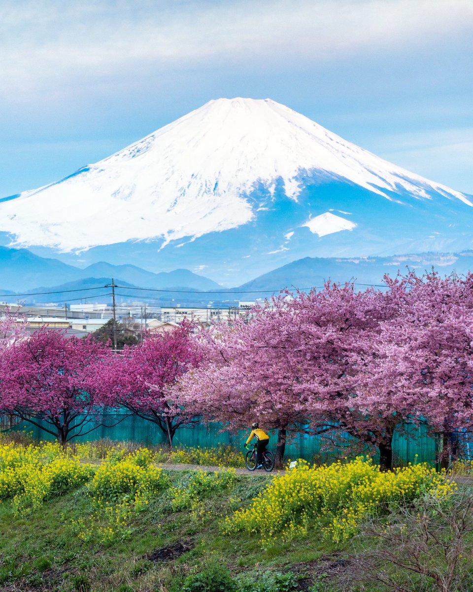 富士山と河津桜。茅ヶ崎にこんな場所があるなんて知らなかった。