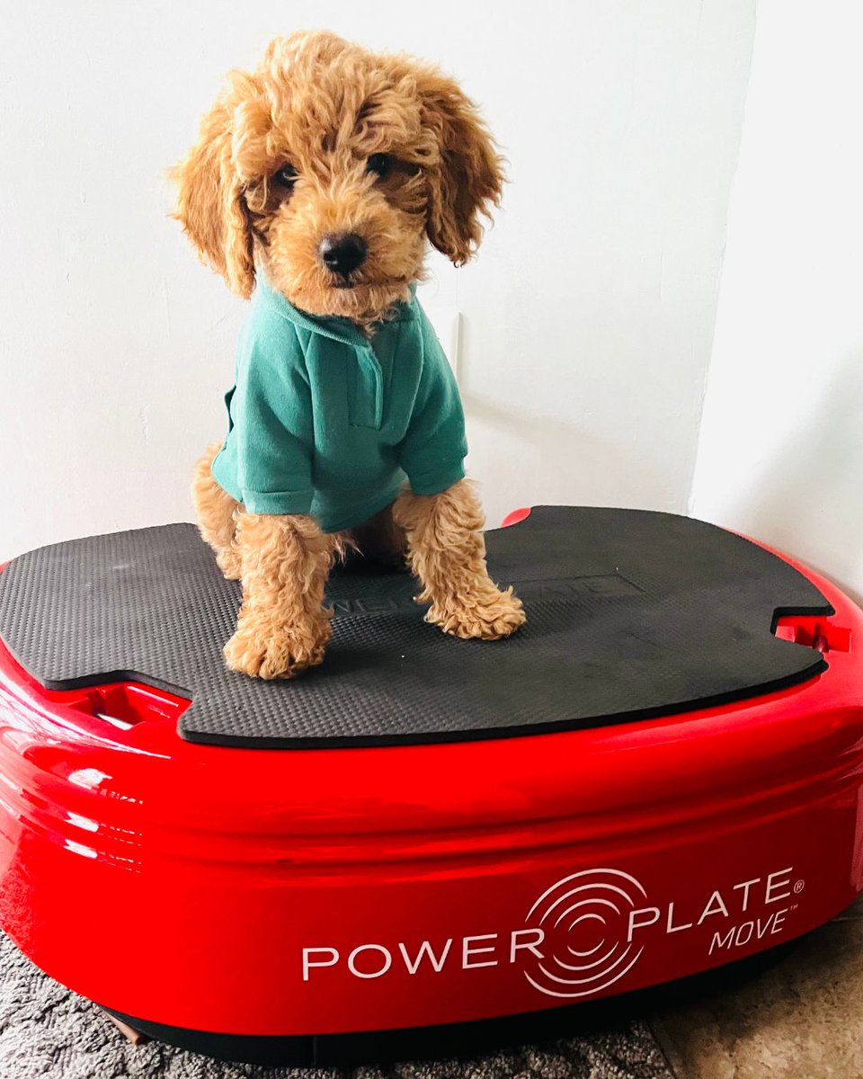 Unexpected Power Plate guests that we love: Meet Gary, just a 9-week-old Golden Doodle who couldn't resist a massage himself. 🐾 #powerplate