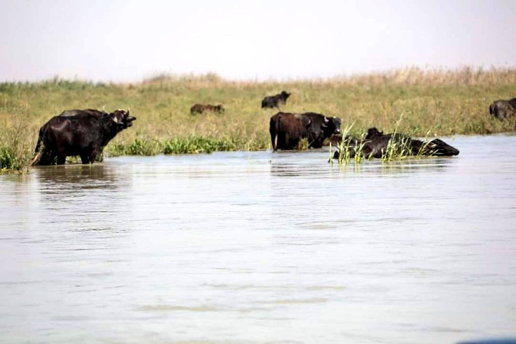 Marshes of southern Iraq today 😍. #rareland.