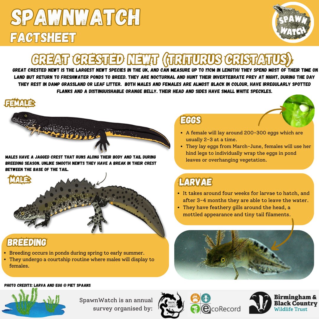 We are still eagerly seeking spawn records for #spawnwatch ! Frog and toad spawn is now cropping up around our area, and now is around  the time newts will be laying eggs! If you see any spawn please let us  know, you can find out more here: https://bbcwildlifetrust/Spawnwatch