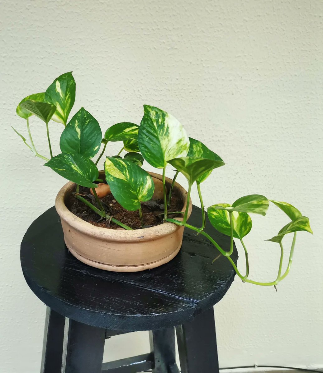 Red Panda tweet media