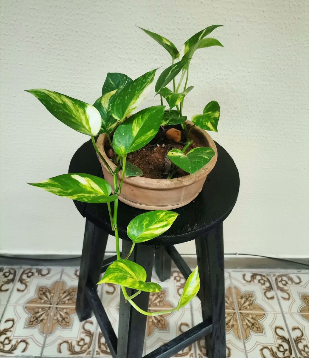 Red Panda tweet media