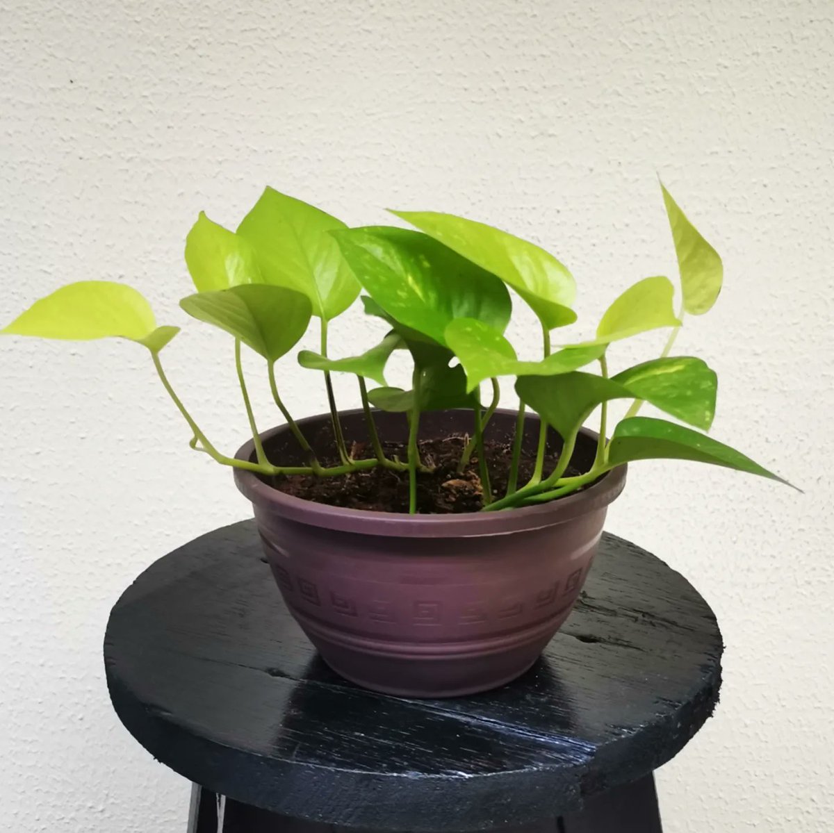 Red Panda tweet media