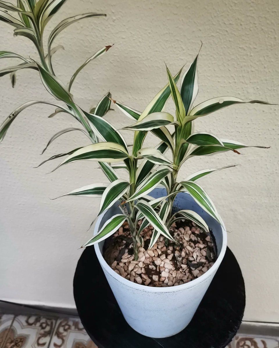 Red Panda tweet media