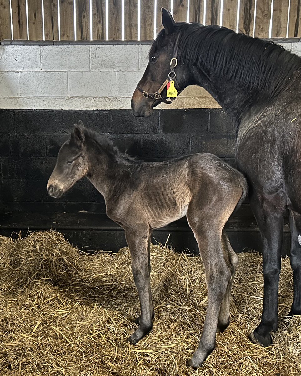 Penhill Stud (@wendelywes) on Twitter photo Born at midnight Strapping colt by <a href="/NatStudStallion/">The National Stud</a> Lope Y Fernandez out of our lovely mare Loving Touch Born at midnight Strapping colt by <a href="/NatStudStallion/">The National Stud</a> Lope Y Fernandez out of our lovely mare Loving Touch