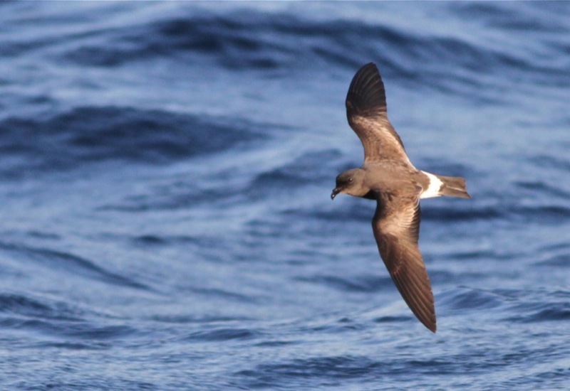 Surfbirds tweet media