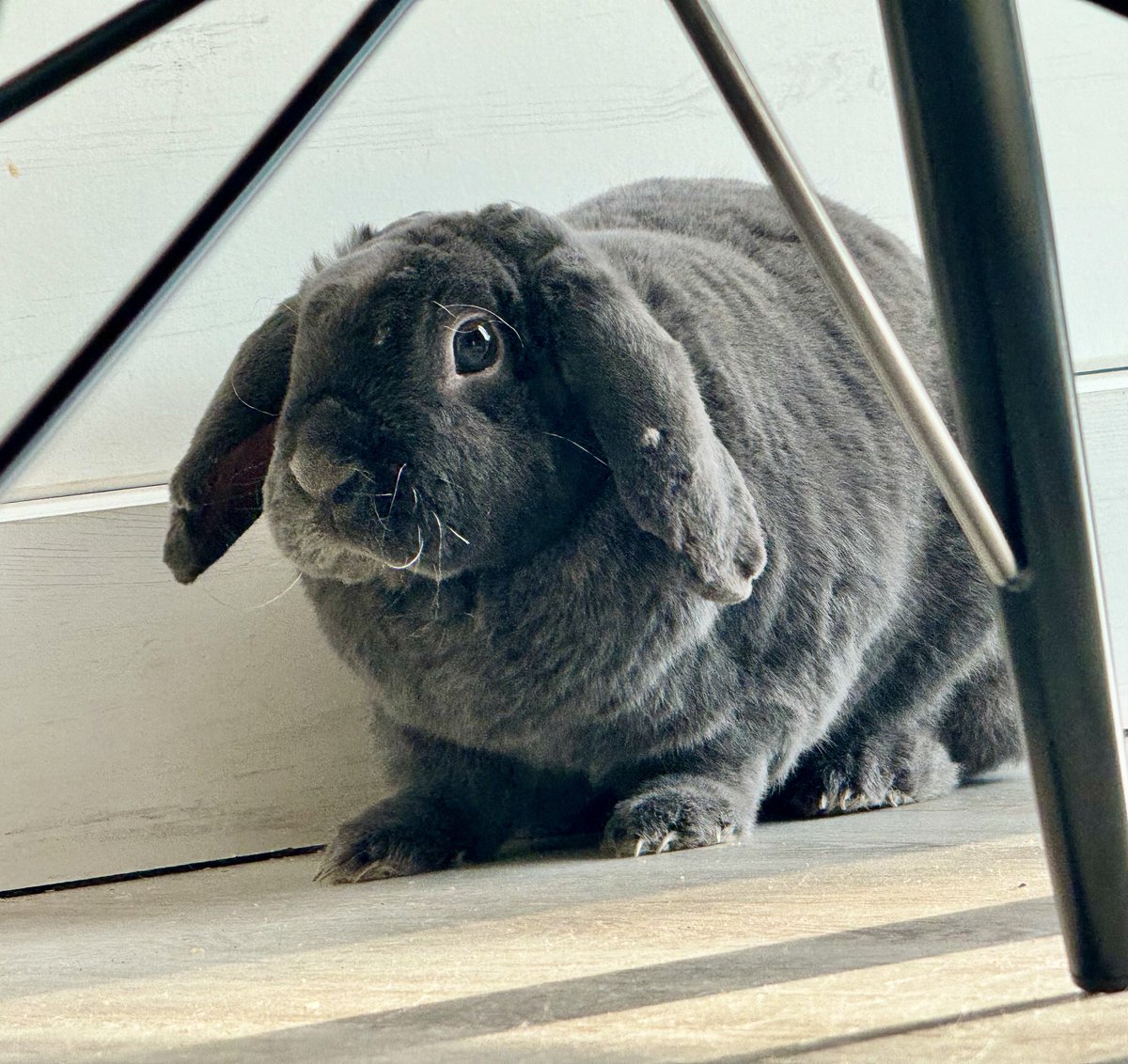 Guten Morgen aus dem Büro in Michendorf sagen unsere Kaninchen Floppy &amp; Balou