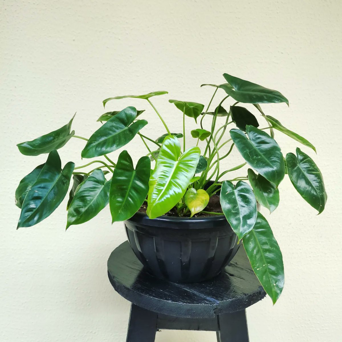 Red Panda tweet media