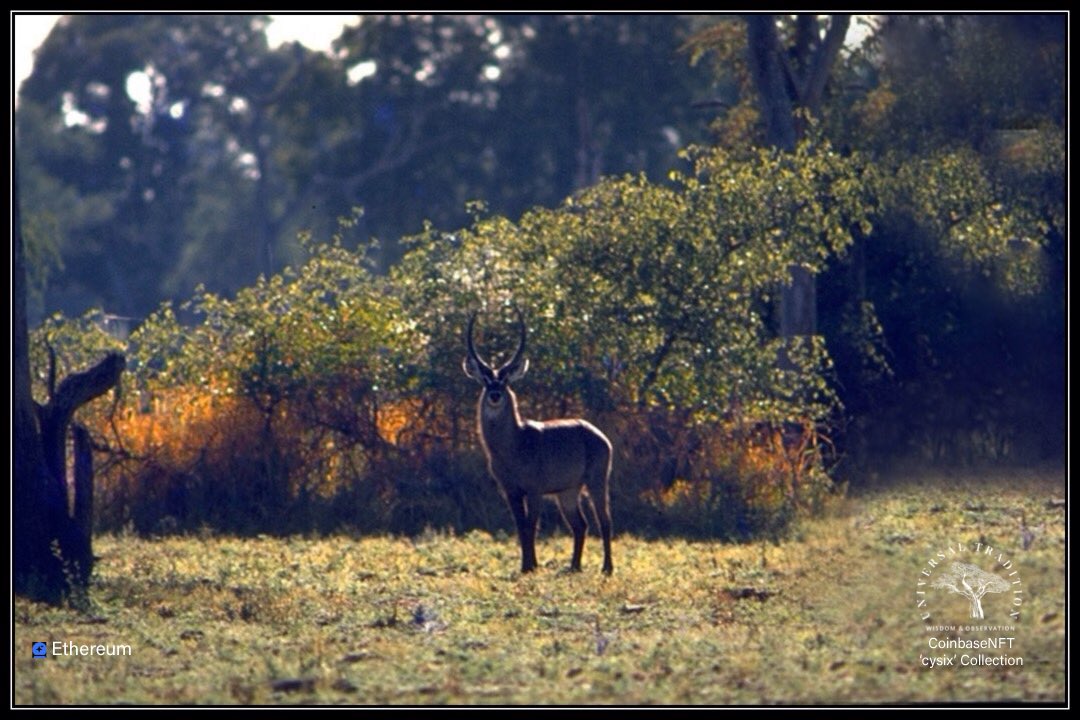 obyvatel_eth's tweet image. #wildlife #ethereumwallet #nftphotograhy