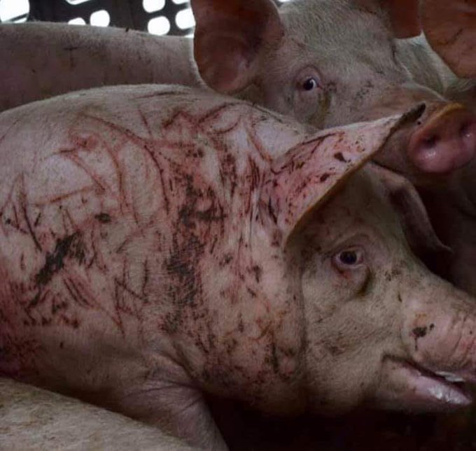 KFranc91's tweet image. Non, bien sûr, 
il n'y a pas de maltraitance animale
dans les élevages de porc.
Ça se saurait...
@L214
@Pol_Animaux 
@BGothiere 
@PartiAnimaliste 
@AllianceEthique 
@FAAOfficiel 
@FBB_Officiel 
@FBB_PorteParole 
@MFesneau