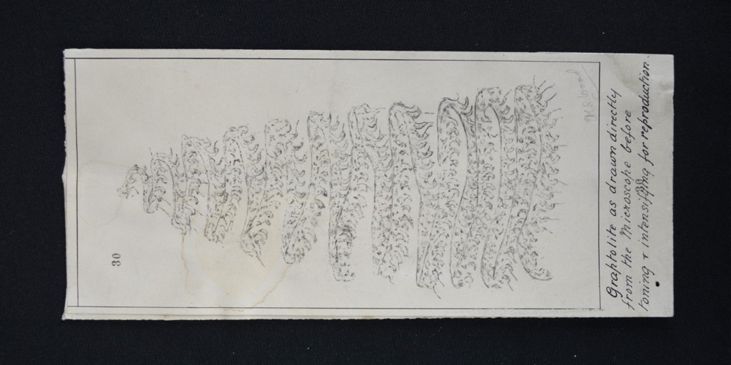 lapworthmuseum's tweet photo. Here is a #graptolite drawn by Professor Charles Lapworth, who recognised these #fossils could be used to correlate #rock sequences through #mapping and biostratigraphy, vital to understanding an area's geological structure and history!

#LapworthRocks #ThrowbackThursday #museum https://t.co/Qhab1Qmy2L