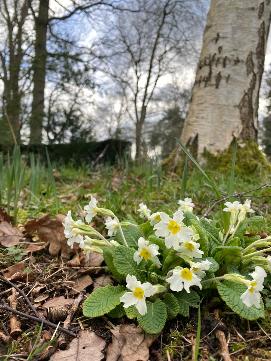 The #SpringEquinox is just a week away and signs that the new season is close are clear to see right across the Estate. Our Education & Environment Offer Dr Liz Mattison captured these beautiful pictures. Can you name the flowers in them? Leave your answers in the comments 💬