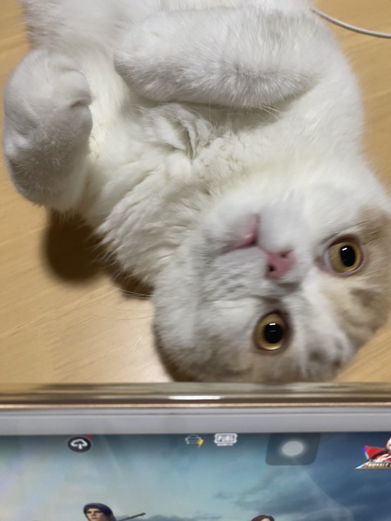 โทสเด้อ (@toastderr_) on Twitter photo 