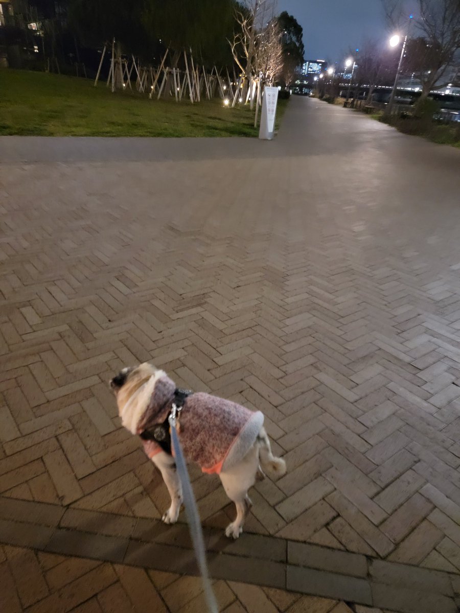 お散歩パグ🐾 オヤツ持ってきたか聞かれまくる🍴 今日も顔見知りのお