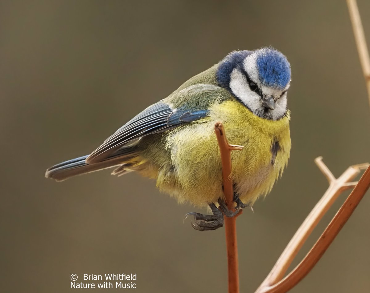 I know it's down there somewhere !!
Blue Tit - Cyanistes caeruleus
New Forest UK.
#rspb #wildlifephotography #nature #naturephotography #twitcher #BBCNATURE #OMsystems #myolympus #BirdPhotography #birds #wildlifeconservation #ukbirdspotting #britishwildlifephotography #bluetit