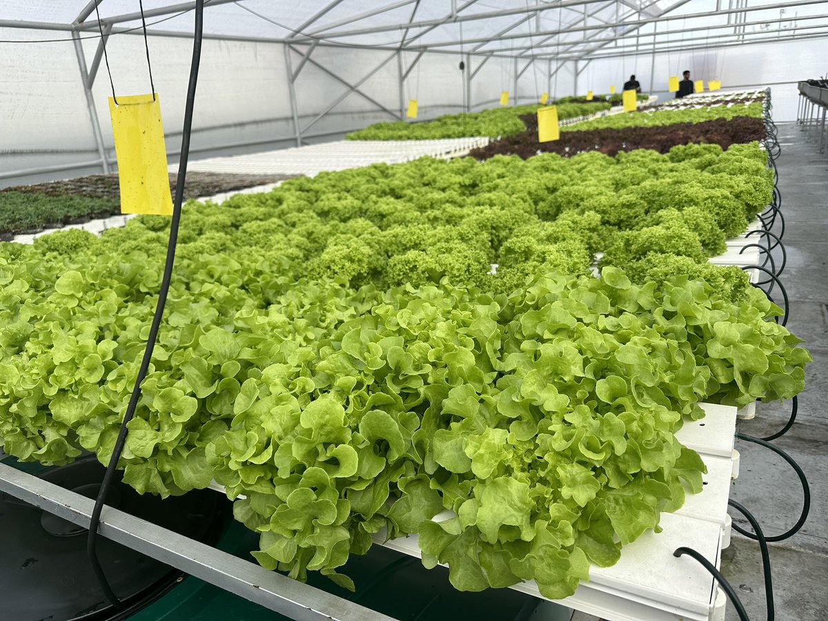 Richard Lyu (@_richard_lyu) on Twitter photo Visiting HyHarvest (RAH Africa partners) hydroponics rooftop project. These vegetables will go downstairs to the supermarket directly when good to eat. <a href="/Rise2030/">Rise Against Hunger</a> <a href="/rah_africa/">Rise Against Hunger Africa</a> #ItStartsWithAMeal <a href="/united/">United Airlines</a> 💙 #GoodLeadsTheWay #GLTW <a href="/cathy_innocenti/">Cathy Innocenti</a> <a href="/KimberlyChiu_UA/">Kimberly Chiu</a> <a href="/ann_clemenson/">ann clemenson</a> Visiting HyHarvest (RAH Africa partners) hydroponics rooftop project. These vegetables will go downstairs to the supermarket directly when good to eat. <a href="/Rise2030/">Rise Against Hunger</a> <a href="/rah_africa/">Rise Against Hunger Africa</a> #ItStartsWithAMeal <a href="/united/">United Airlines</a> 💙 #GoodLeadsTheWay #GLTW <a href="/cathy_innocenti/">Cathy Innocenti</a> <a href="/KimberlyChiu_UA/">Kimberly Chiu</a> <a href="/ann_clemenson/">ann clemenson</a>