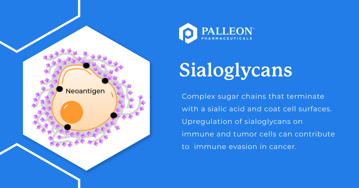 Sialoglycans are crucial to our glycan editing approach. Research suggests that when immune and tumor cells are heavily populated with sialoglycans, also known as hypersialylation, immune evasion can occur. Learn more: bit.ly/3DUGdvt #glycotime