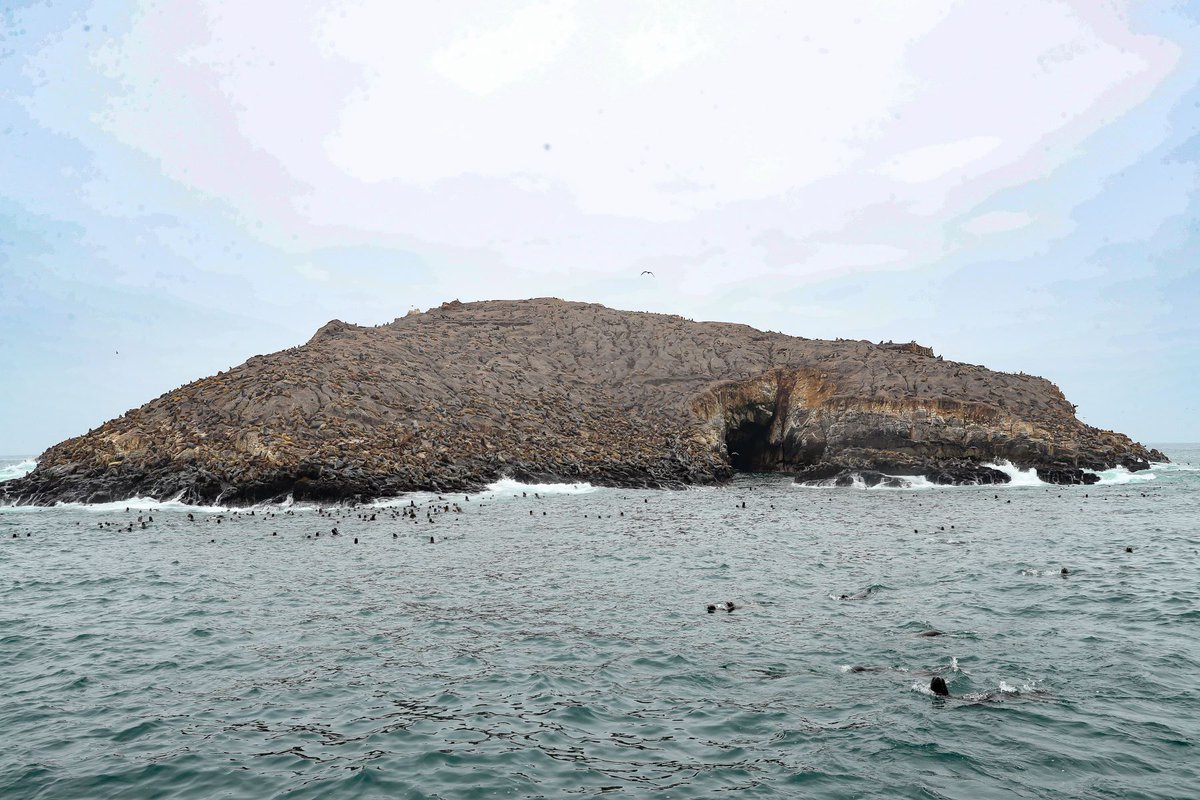 Agencia_Andina's tweet photo. 📸 Islas Cavinzas e Islotes Palomino ganan premio ITB Earth Award 2024. 📌 Mira la galería completa aquí 👉 https://t.co/1fWEL90vGm

📸 Foto: ANDINA/Andrés Valle https://t.co/Lf1OztVqq8