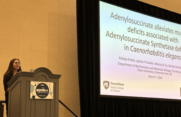sgpombe's tweet photo. Learning about using #celegans to study Adenylosuccinate Synthetase deficiency (#ADSSL1-Myopathy disease) from Rishika Patil @WendyHannaRose @penn_state at the #TAGC24 #Undergraduate research session https://t.co/poTnRaRNNp