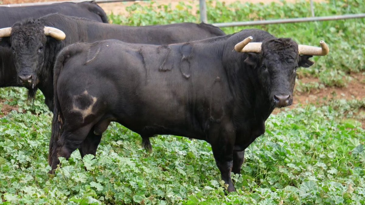 Arènes d'Arles tweet media