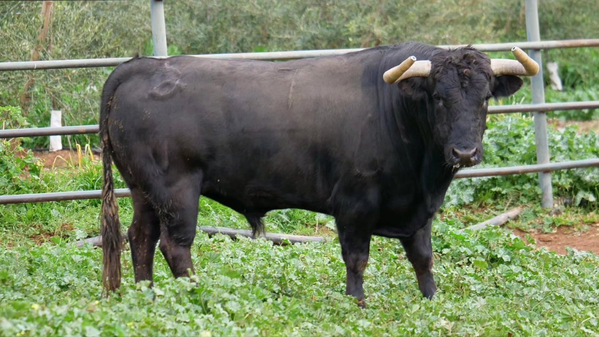 Arènes d'Arles tweet media