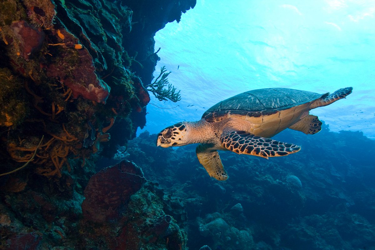 Sumérgete en la experiencia única de nadar con tortugas marinas, conectándote con la serenidad del océano y contribuyendo a la conservación de estas majestuosas criaturas.

¿Estás interesado en algún curso de buceo?

Contáctanos vía MD.
.
.
.
#buceo #buceocurso #cursosdebuceo