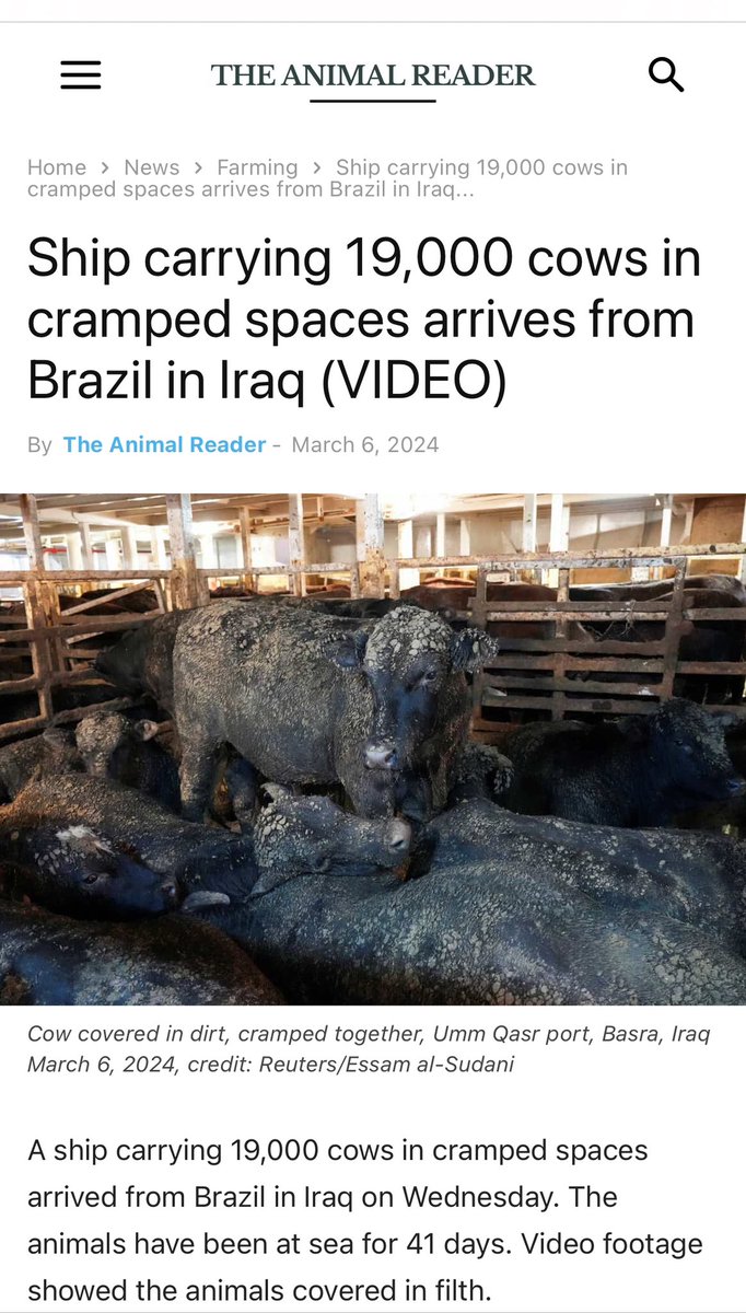 KohoChristin's tweet image. UPDATE #AlKuwait #BanLiveExports

Ship w 19,000 distressed cows from Brazil arrived in Iraq after 41 days at sea. 

(1) A court in Brazil banned 2023 export of live animals. Why can this trade continue?

(2) If consuming their meat is forbidden, what will happen to the animals?