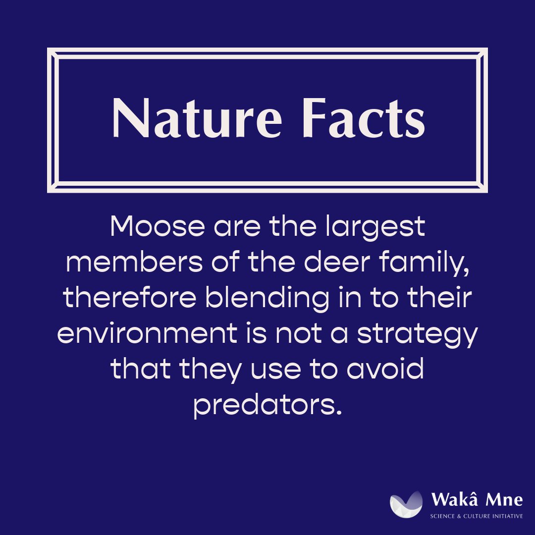 ANSNproject's tweet photo. Unlike other, smaller mammals who undergo two moults in a year in order to change colours to suit their environment, moose only gain and loose their thick winter coat.

📸🖍️: Adobe Express
🔗🌳: https://t.co/OJ6NImUqNi https://t.co/ZrkdKPOK4h