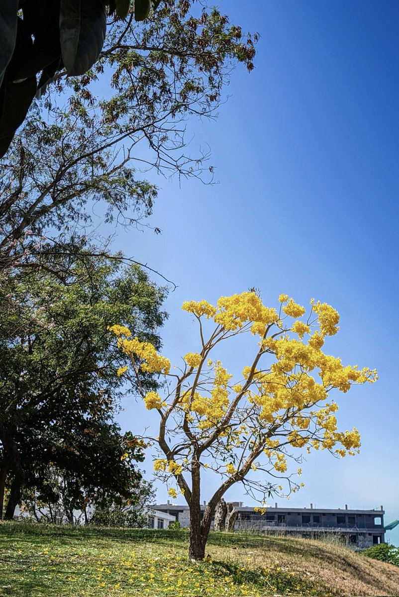 Mother nature has the best box of crayons. 

#treeporn #naturephotography #scenery #summer #clouds #happy #spring #naturelovers #daytime #yellowtree #collegecampus #teampixel #seenonpixel #shotonpixel #pixel8pro #magiceraser #landscapephotography #treephotography @GooglePixel_US